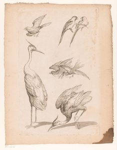 Zeven Chinese vogels, waaronder reigers en papegaaiachtigen door Gabriel Huquier (attributed to)