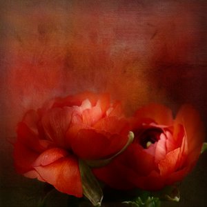  door Gaille Gray