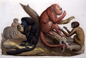 Apen van Zuid-Amerika (kleur litho)