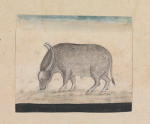 Een waterbuffel