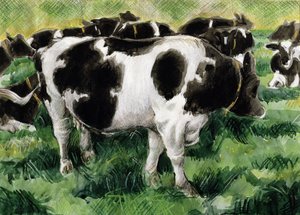 Friese Koeien