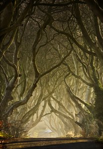 De betoverde boomtunnel door Gary McParland