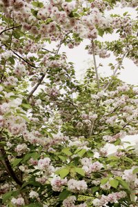 Kersenbloesems in de lente