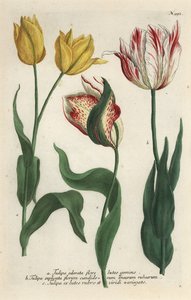 Tulp variëteiten, Tulipa gesneriana