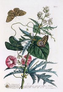 1. Abutilon, 2. Convolvulus, ca. 1748 handgekleurde gravure door "Georg Dionysius Ehret