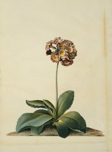 Een Roze Gevlekte Aurikel door Georg Dionysius Ehret