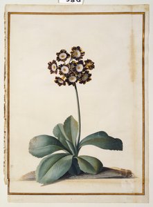 Een Paarse Gevlekte Auricula