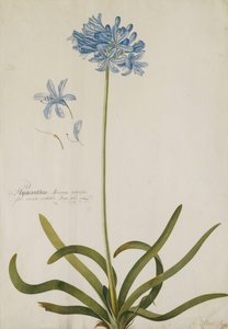 Agapanthus