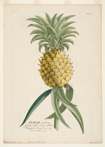 Ananas sativus, Ananas. door Georg Dionysius Ehret