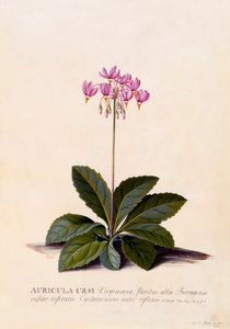 Aricula Ursi Shooting Star, ca. 1744 handgekleurde gravure