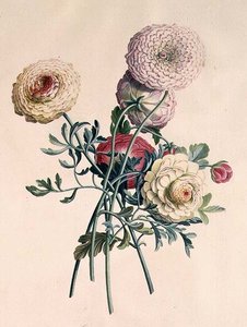 Asters