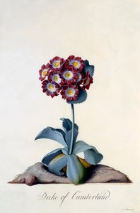 Auricula Hertog van Cumberland, ca. 1743 handgekleurde gravure door "Georg Dionysius Ehret