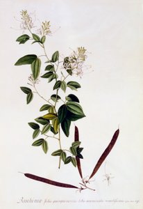 Bauhinia, c. 1745 handgekleurde gravure door "Georg Dionysius Ehret