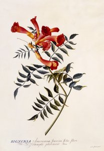 Bignonia Americana, c.1743 (handgekleurde gravure)