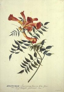 Bignonia americana, aquarel