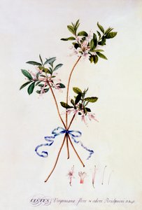 Cistus Virginiana, ca. 1743 handgekleurde gravure