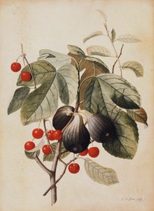 Vijgen en kersen, 1747