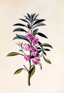 Tuinbalsem Impatiens Balsamina, ca. 1746 handgekleurde gravure