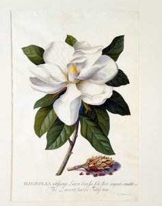 Magnolia Grandiflora, ca. 1743 handgekleurde gravure door "Georg Dionysius Ehret