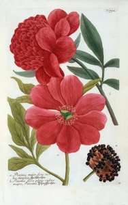 Paeonia, handgekleurde gravure door "Georg Dionysius Ehret