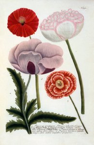 Papaver, 1737 handgekleurde gravure