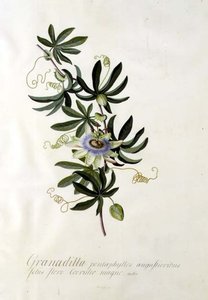 Passiebloem