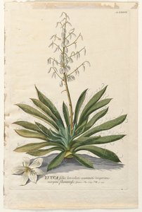 Plantae Selectae: No. 37 - Yucca door Georg Dionysius Ehret