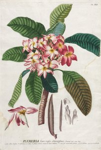 Plantae Selectae: No. 41