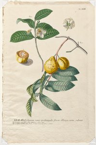 Plantae Selectae: No. 43 - Guaiaba
