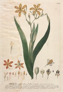 Plantae Selectae: No. 52 - Ixia door Georg Dionysius Ehret