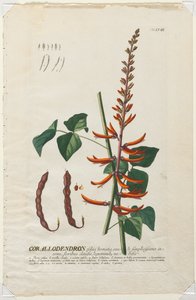Plantae Selectae: No. 58 - Corallodendron