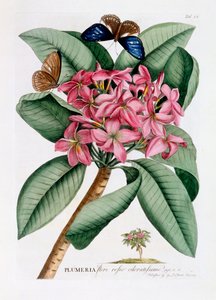 Plumeria, ca. 1749 handgekleurde gravure door "Georg Dionysius Ehret