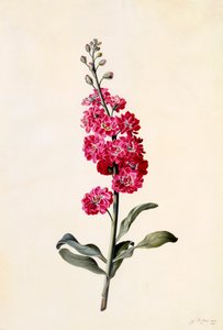 Stock Matthiola Incana, ca. 1746 handgekleurde gravure