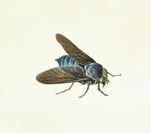 De Paardenvlieg, 18e eeuw door Georg Dionysius Ehret