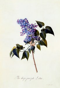 De diep-paarse Sering door "Georg Dionysius Ehret
