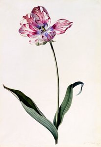 Tulp, ca. 1745 handgekleurde gravure
