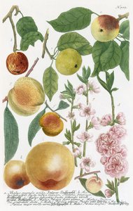 Verschillende appels