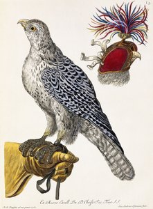Valkenjacht, plaat 3, uit "Deliciae Naturae Selectae" door Georg Wolfgang Knorr