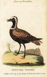Amerikaanse goudplevier of gevlekte plevier, Pluvialis dominica door George (after) Edwards