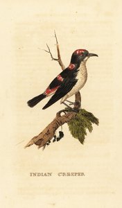 Amerikaanse boomkruiper, Certhia americana door George (after) Edwards