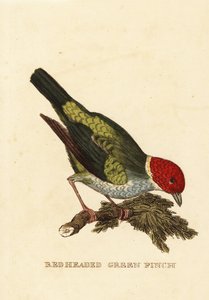 Baardman tangara, Tangara gyrola