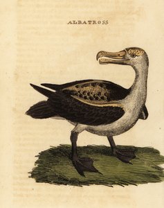Wenkbrauwalbatros, Thalassarche melanophris