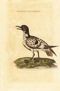 Kaapse stormvogel, Daption capense