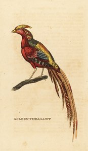 Goudfazant, Chrysolophus pictus door George (after) Edwards