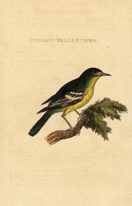 Groenrugvliegenvanger, Ficedula elisae door George (after) Edwards