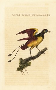 Koningsparadijsvogel, Cicinnurus regius