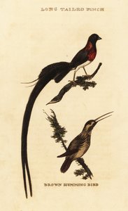 Langstaartparadijswida, Vidua paradisaea en roestkolibrie, Selasphorus rufus