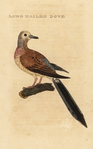 Treurduif, Zenaida macroura