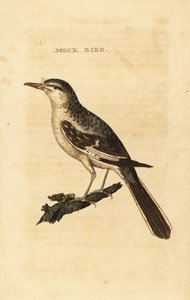 Spotlijster, Mimus polyglottos