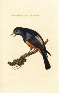 Zilverborst tangara, Tangara velia door George (after) Edwards